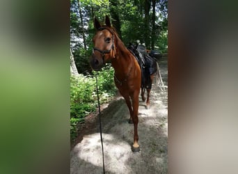 American Quarter Horse, Mare, 19 years, 14,1 hh, Chestnut-Red