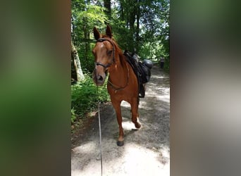 American Quarter Horse, Mare, 19 years, 14,1 hh, Chestnut-Red