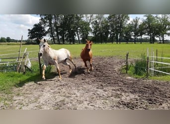 American Quarter Horse, Mare, 19 years, 14,1 hh, Chestnut-Red