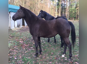American Quarter Horse, Mare, 19 years, 14.1 hh, Smoky-Black