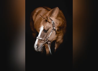 American Quarter Horse, Mare, 19 years, 14.2 hh, Red Dun