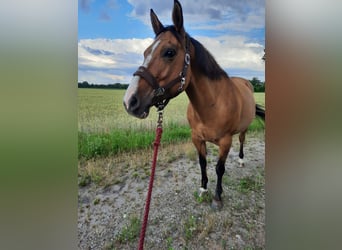 American Quarter Horse Mix, Mare, 19 years, 14,3 hh, Dun