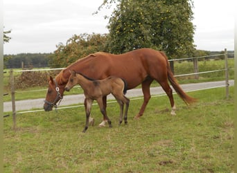 American Quarter Horse, Mare, 19 years, 15.1 hh, Chestnut-Red