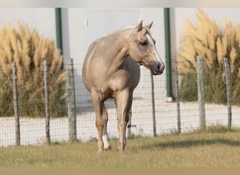 American Quarter Horse, Mare, 19 years, 15 hh, Palomino