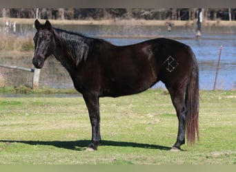 American Quarter Horse, Mare, 19 years, Black