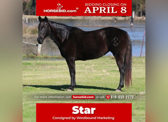 American Quarter Horse, Mare, 19 years, Black