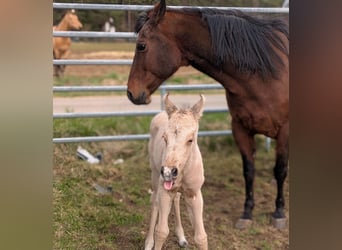 American Quarter Horse, Mare, 19 years