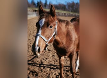 American Quarter Horse, Mare, 1 year, 12 hh, Chestnut-Red