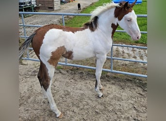 American Quarter Horse Mix, Mare, 1 year, 12,2 hh, Pinto