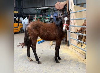 American Quarter Horse Mix, Mare, 1 year, 13.2 hh, Bay-Dark