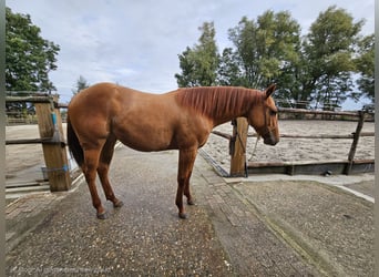 American Quarter Horse, Mare, 1 year, 13.2 hh, Red Dun