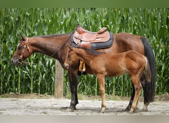 American Quarter Horse, Mare, 1 year, 13.3 hh, Brown