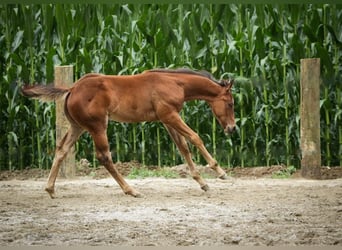 American Quarter Horse, Mare, 1 year, 13.3 hh, Brown