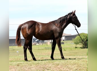 American Quarter Horse, Mare, 1 year, 13 hh, Black