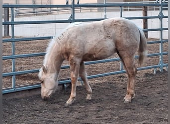 American Quarter Horse, Mare, 1 year, 13,1 hh, Palomino