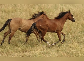 American Quarter Horse, Mare, 1 year, 13,3 hh, Brown