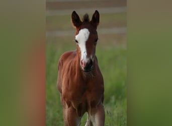 American Quarter Horse, Mare, 1 year, 14,1 hh, Brown