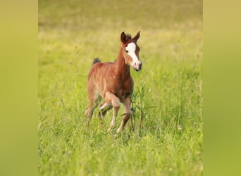 American Quarter Horse, Mare, 1 year, 14,1 hh, Brown