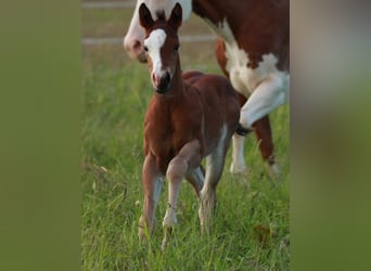 American Quarter Horse, Mare, 1 year, 14,1 hh, Brown