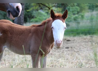 American Quarter Horse, Mare, 1 year, 14.1 hh, Chestnut-Red