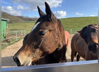 American Quarter Horse, Mare, 1 year, 14.2 hh, Bay-Dark