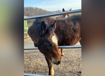 American Quarter Horse, Mare, 1 year, 14.2 hh, Bay-Dark