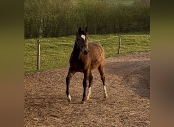 American Quarter Horse, Mare, 1 year, 14.2 hh, Bay-Dark