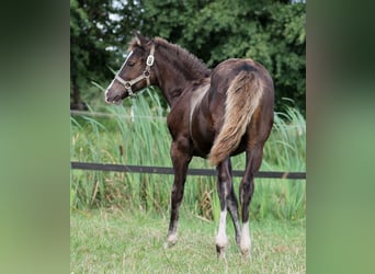 American Quarter Horse, Mare, 1 year, 14.2 hh, Black