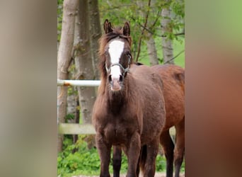 American Quarter Horse, Mare, 1 year, 14.2 hh, Black