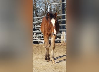 American Quarter Horse, Mare, 1 year, 14,2 hh, Brown