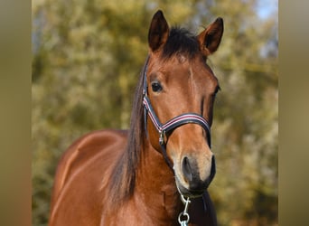 American Quarter Horse, Mare, 1 year, 14.2 hh, Brown