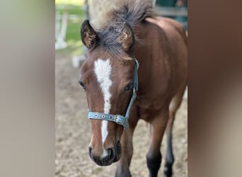 American Quarter Horse, Mare, 1 year, 14,2 hh, Brown