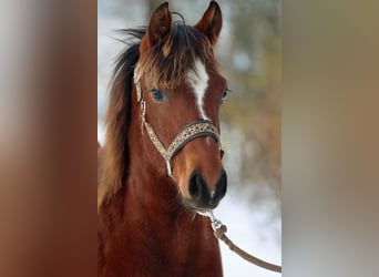 American Quarter Horse, Mare, 1 year, 14.2 hh, Brown