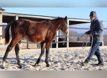 American Quarter Horse, Mare, 1 year, 14.2 hh, Brown