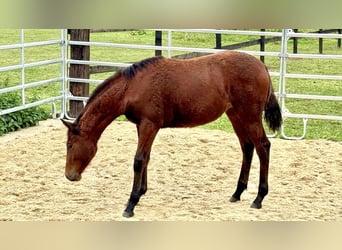 American Quarter Horse, Mare, 1 year, 14.2 hh, Brown