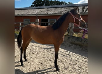 American Quarter Horse, Mare, 1 year, 14.2 hh, Brown