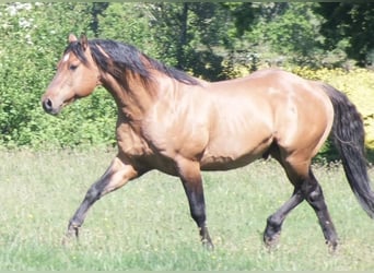 American Quarter Horse, Mare, 1 year, 14.2 hh, Buckskin