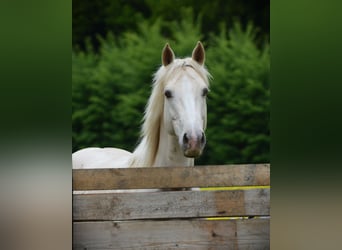 American Quarter Horse, Mare, 1 year, 14.2 hh, Buckskin