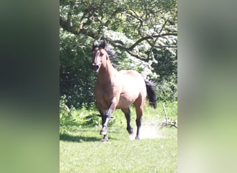 American Quarter Horse, Mare, 1 year, 14.2 hh, Buckskin
