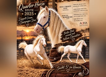 American Quarter Horse, Mare, 1 year, 14.2 hh, Champagne