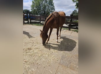 American Quarter Horse, Mare, 1 year, 14.2 hh, Chestnut-Red