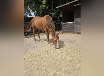 American Quarter Horse, Mare, 1 year, 14.2 hh, Chestnut-Red