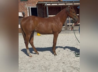 American Quarter Horse, Mare, 1 year, 14.2 hh, Chestnut-Red