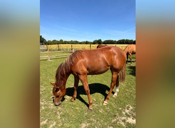 American Quarter Horse, Mare, 1 year, 14.2 hh, Chestnut-Red