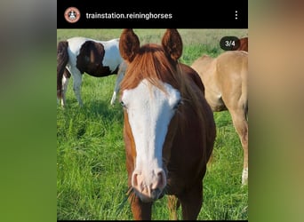 American Quarter Horse, Mare, 1 year, 14.2 hh, Chestnut-Red