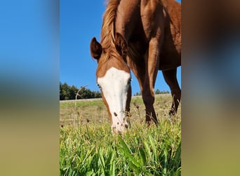 American Quarter Horse, Mare, 1 year, 14.2 hh, Chestnut-Red