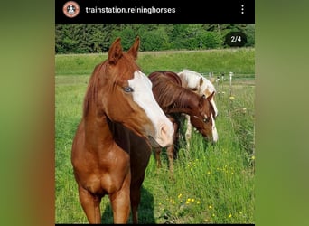 American Quarter Horse, Mare, 1 year, 14.2 hh, Chestnut-Red
