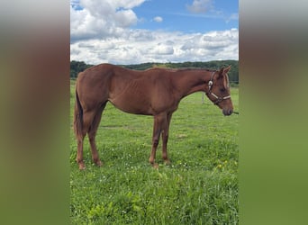 American Quarter Horse, Mare, 1 year, 14.2 hh, Chestnut-Red