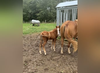 American Quarter Horse, Mare, 1 year, 14,2 hh, Chestnut-Red