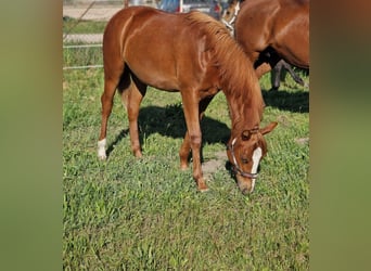 American Quarter Horse, Mare, 1 year, 14.2 hh, Chestnut-Red